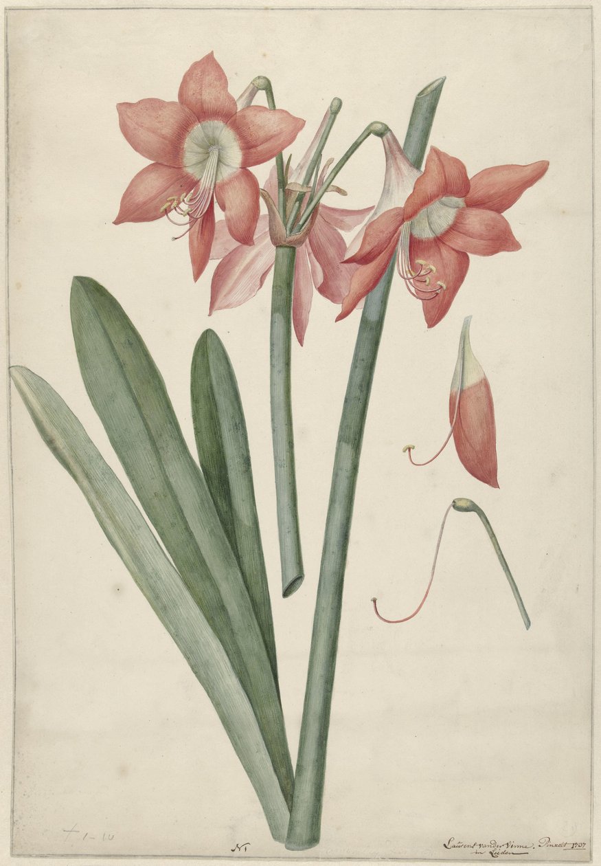 Amaryllis Haworthia Margaritiferas da Laurens Jacobsz. van der Vinne