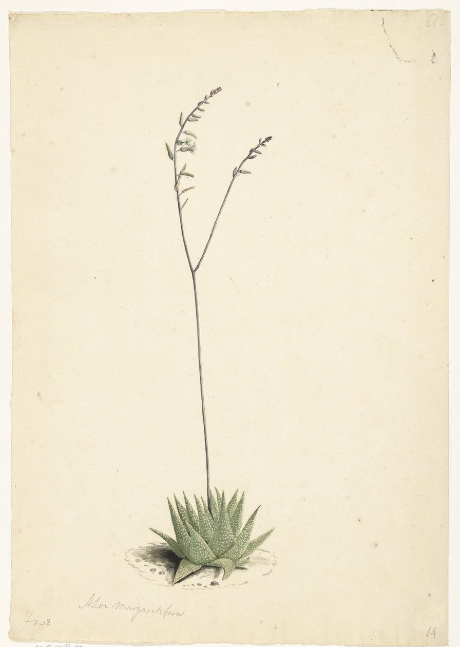 Aloe in fiore da Laurens Vincentsz. van der Vinne