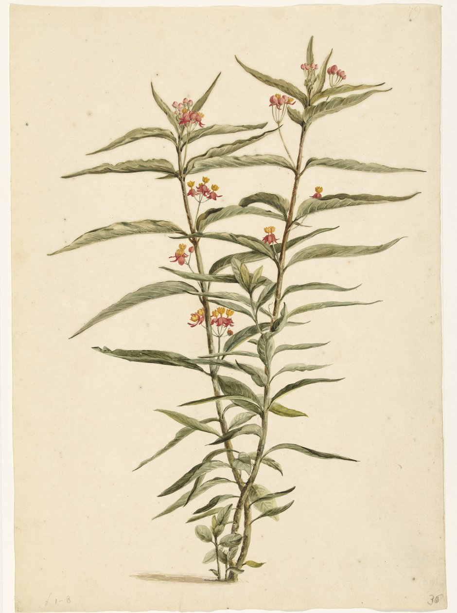 Fiore di Asclepias curassavica in fiore da Laurens Vincentsz. van der Vinne