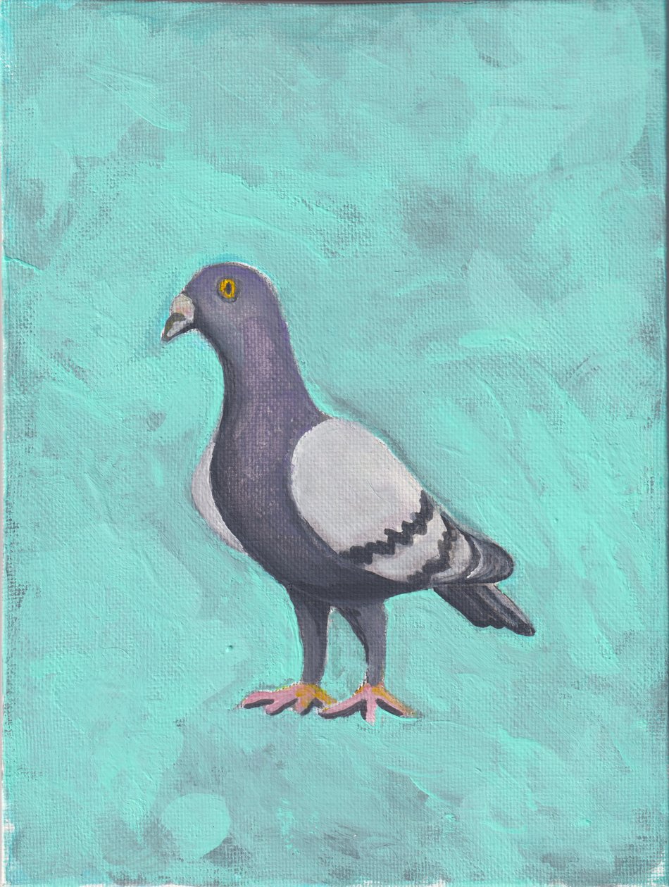 Piccione c.2023 (acrilico su tela) da Laurie Michaels