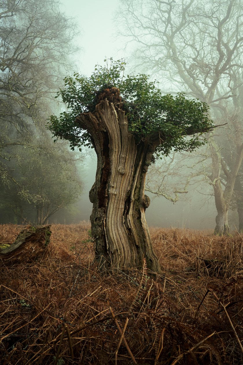 Antico bonsai, 2025 (foto) da Lee Cooper