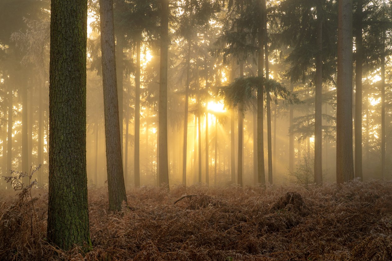 Ceneri di nebbia, 2023 (foto) da Lee Cooper