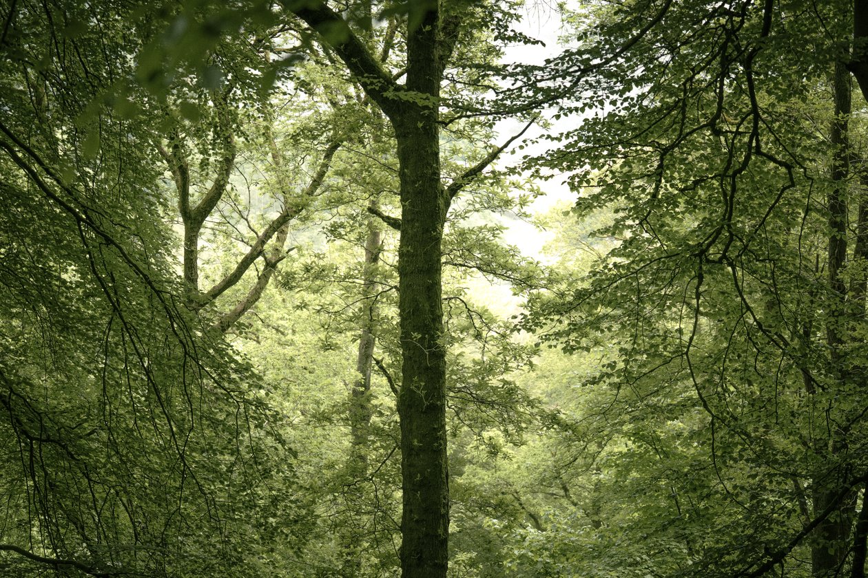 Branchline, 2024 (foto) da Lee Cooper
