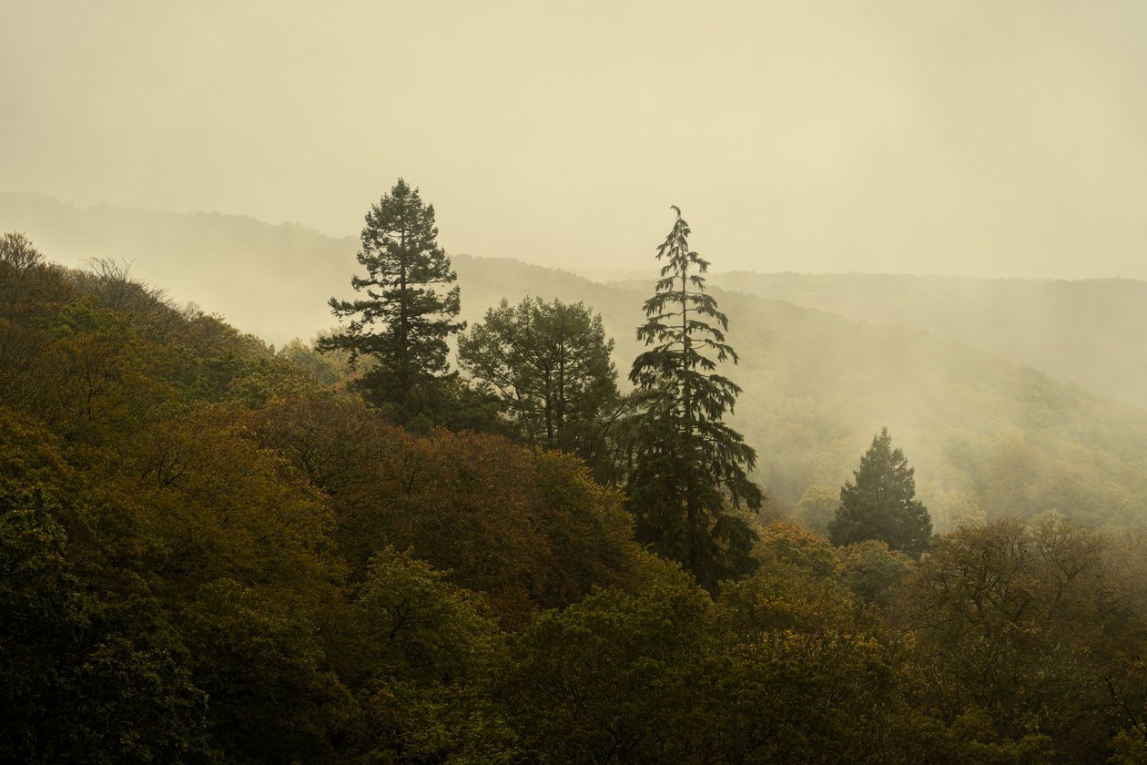 Cloud Forest III, 2024 (foto) da Lee Cooper