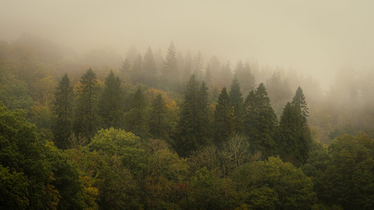 Foresta di nuvole II, 2024 (foto) da Lee Cooper