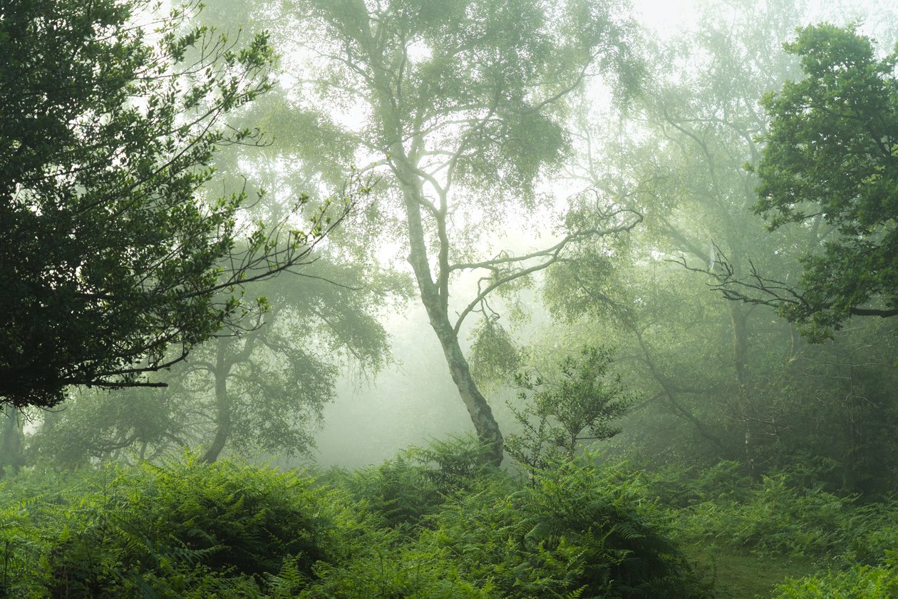 Echi nel verde, 2024 (foto) da Lee Cooper