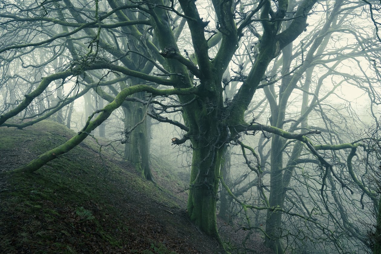 Ragno della foresta, 2024 (foto) da Lee Cooper