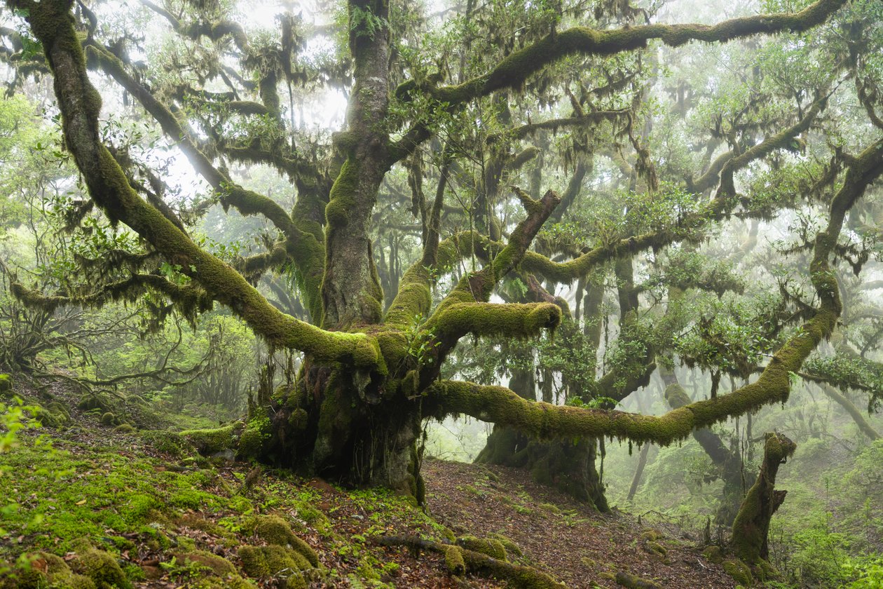 Terra dimenticata III, 2025 (foto) da Lee Cooper