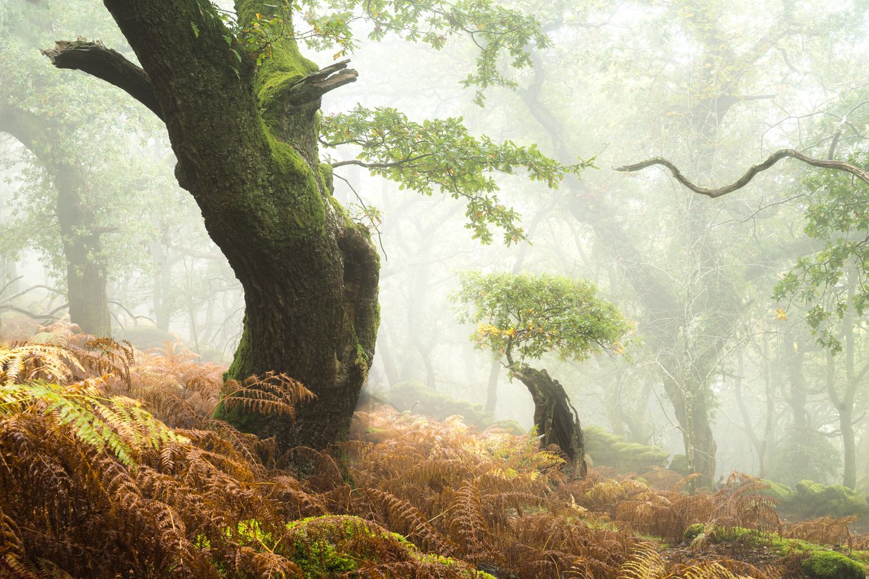 Hollowborn, 2024 (foto) da Lee Cooper