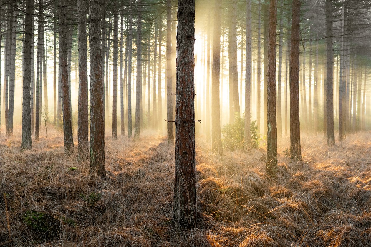 Mirkwood, 2025 (foto) da Lee Cooper