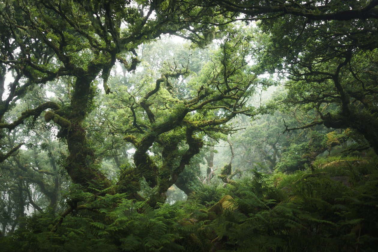 Nocturne Grove, 2020 (foto) da Lee Cooper