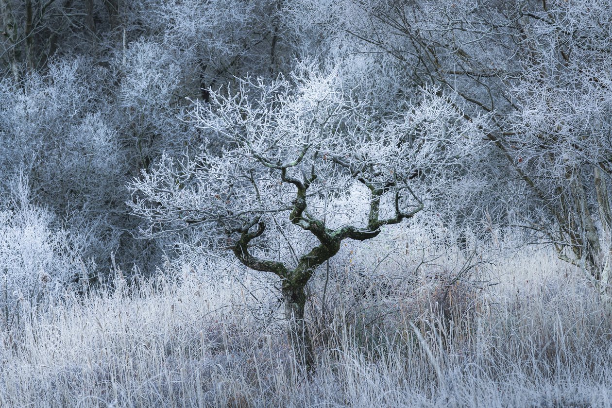 Oldwood Echo, 2022 (foto) da Lee Cooper