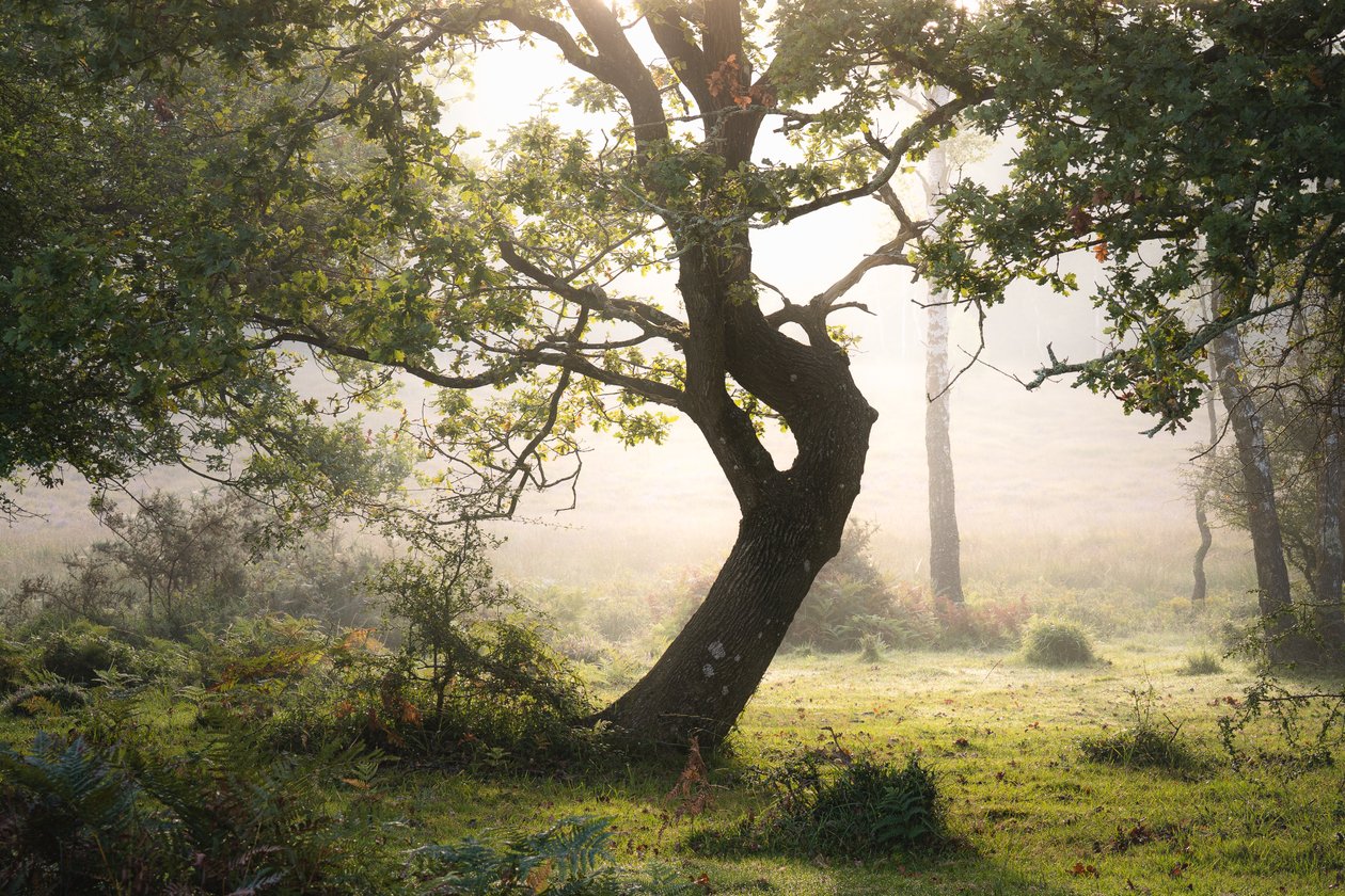 Rainroot, 2023 (foto) da Lee Cooper