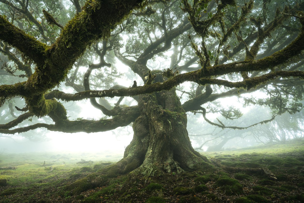 La foresta è in ascolto, 2023 (foto) da Lee Cooper