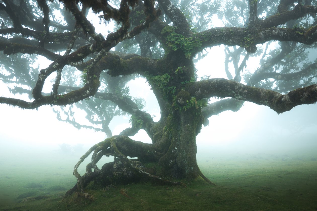 La foresta rimane IIII, 2023 (foto) da Lee Cooper