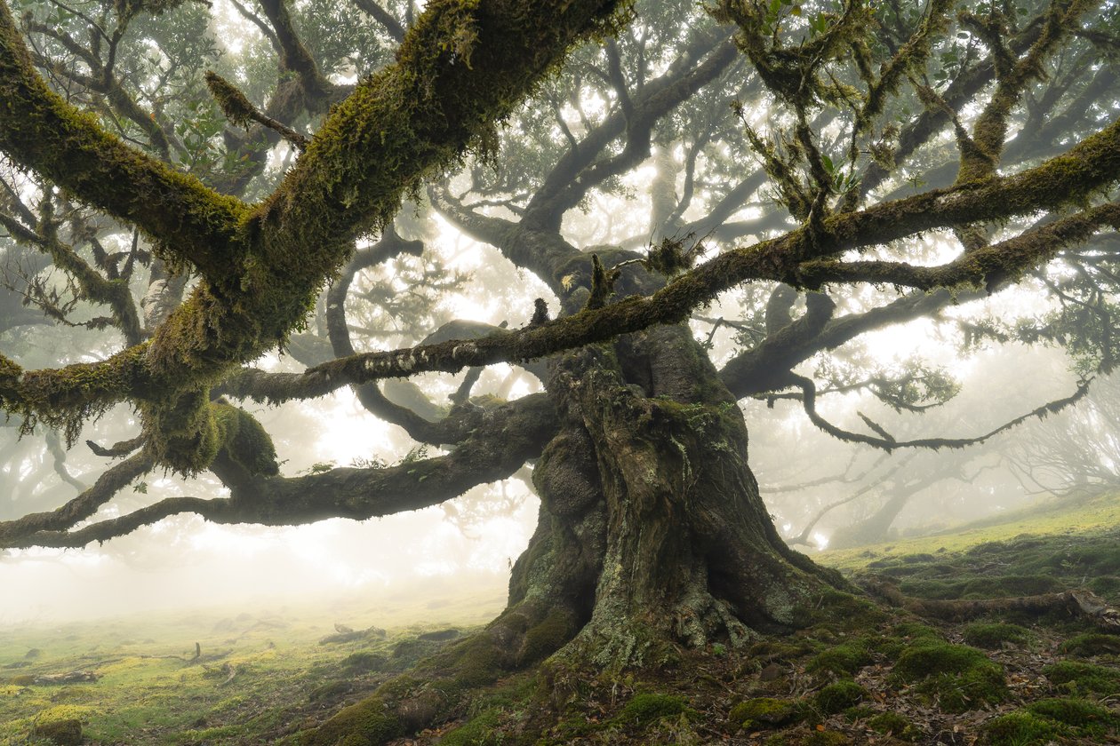 La foresta rimane II, 2023 (foto) da Lee Cooper