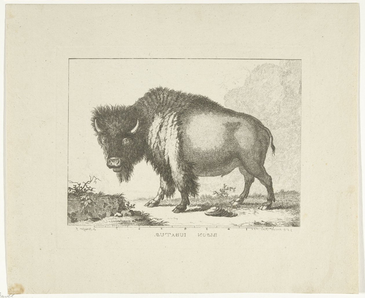 Bisonte da Leendert Brasser