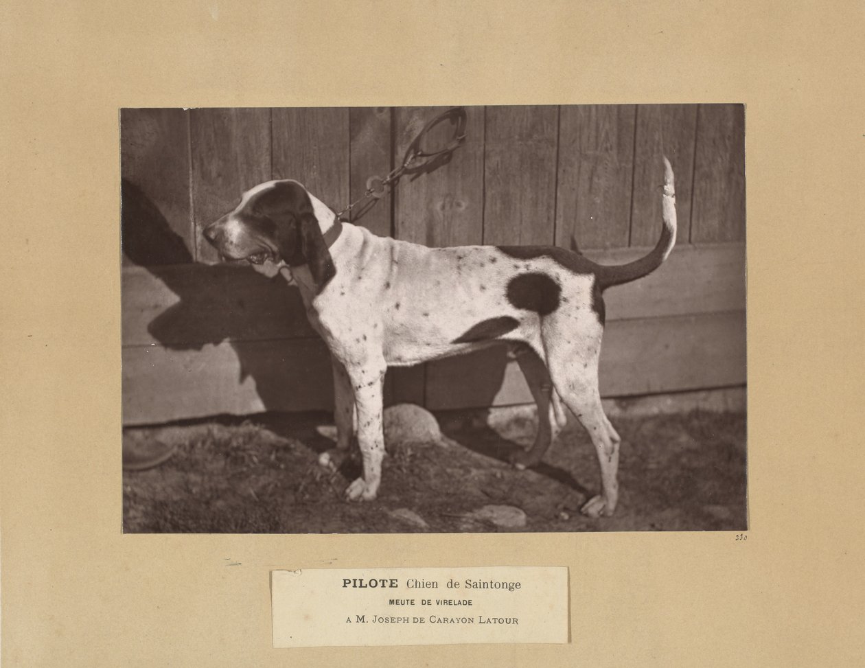Pilote, Cane di Saintonge, Meute de Virelade, A.M. Joseph de Carayon Latour da Leon Cremiere