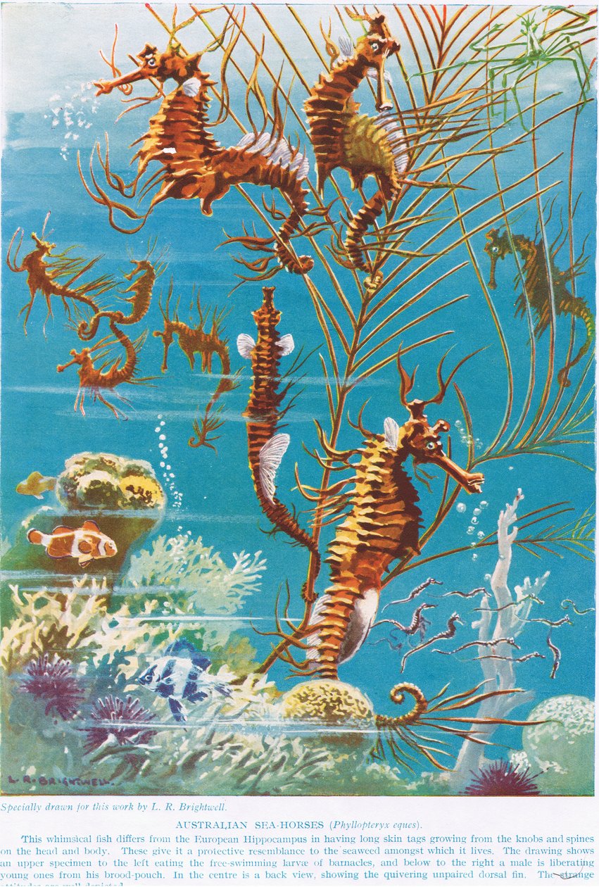 Cavallucci marini australiani, illustrazione da 
