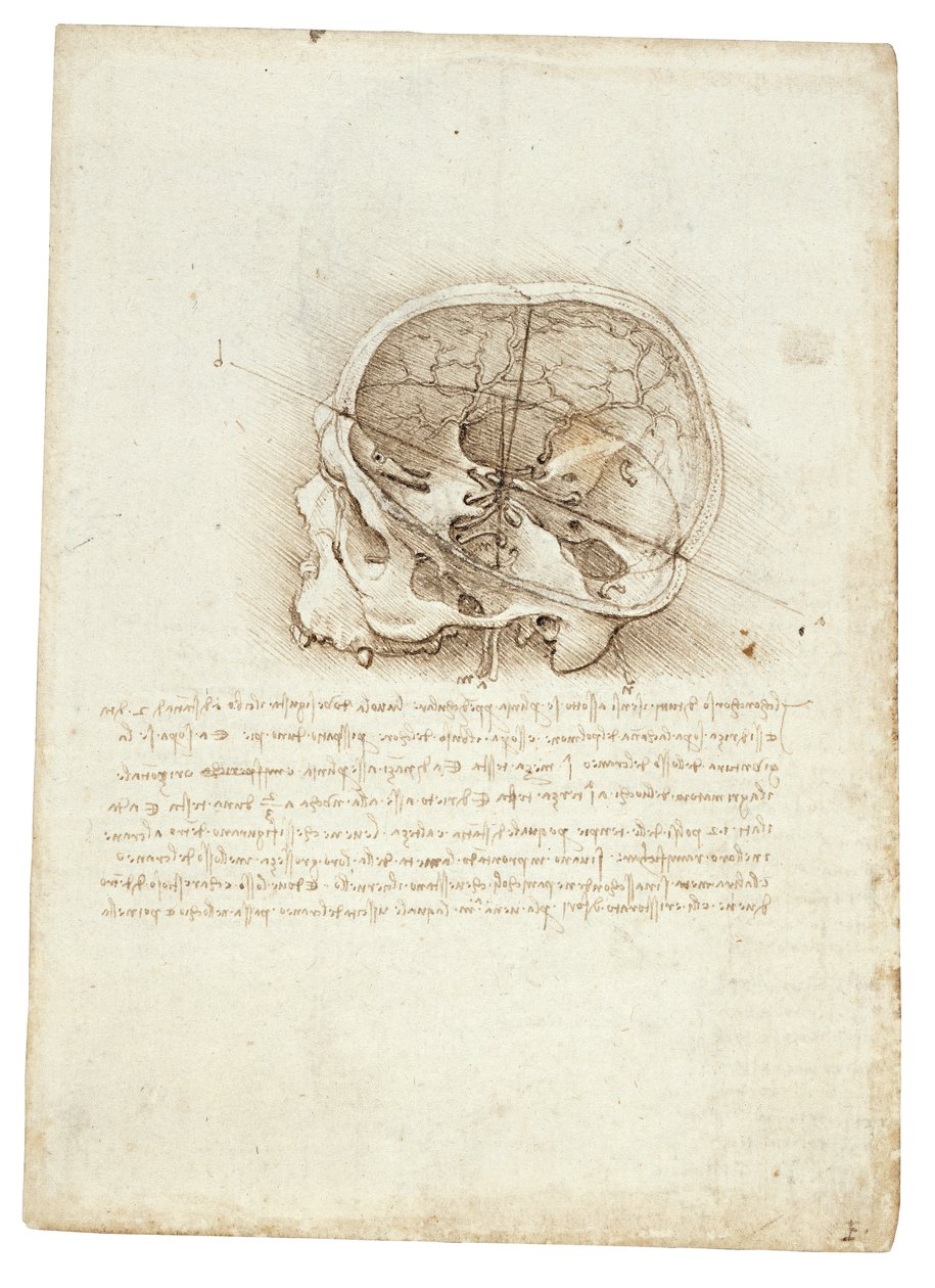 Dipinto anatomico di Leonardo Da Vinci - Teschio da Leonardo da Vinci