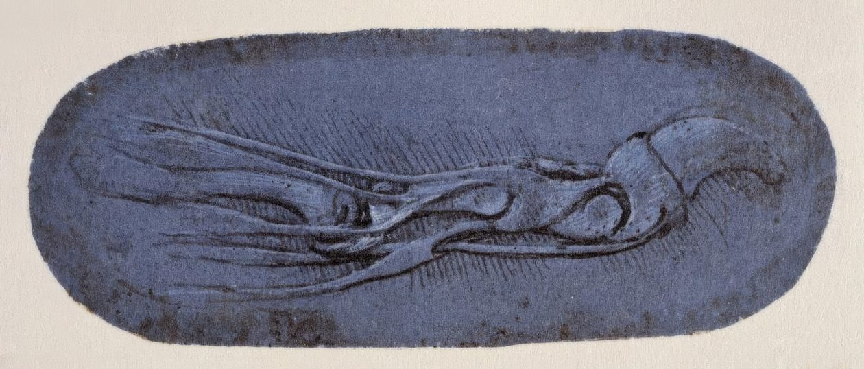 Studio di anatomia da Leonardo da Vinci