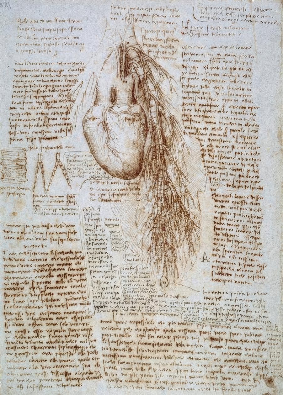 Studio anatomico: Il cuore e i vasi sanguigni circostanti con il polmone da Leonardo da Vinci