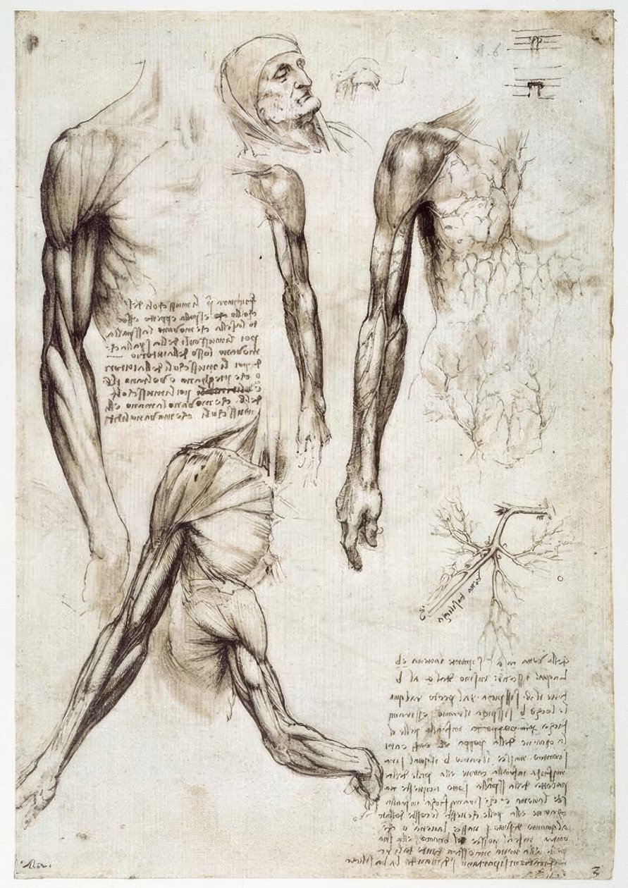 Studi di anatomia da Leonardo da Vinci
