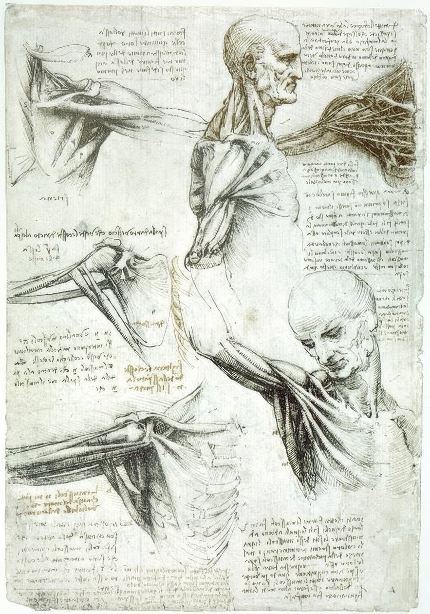 Studi di anatomia da Leonardo da Vinci