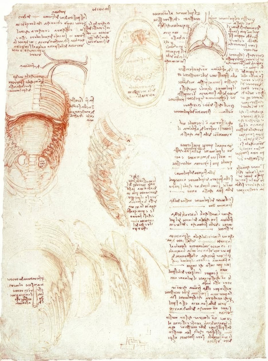 Studi anatomici: Torace e diaframma da Leonardo da Vinci