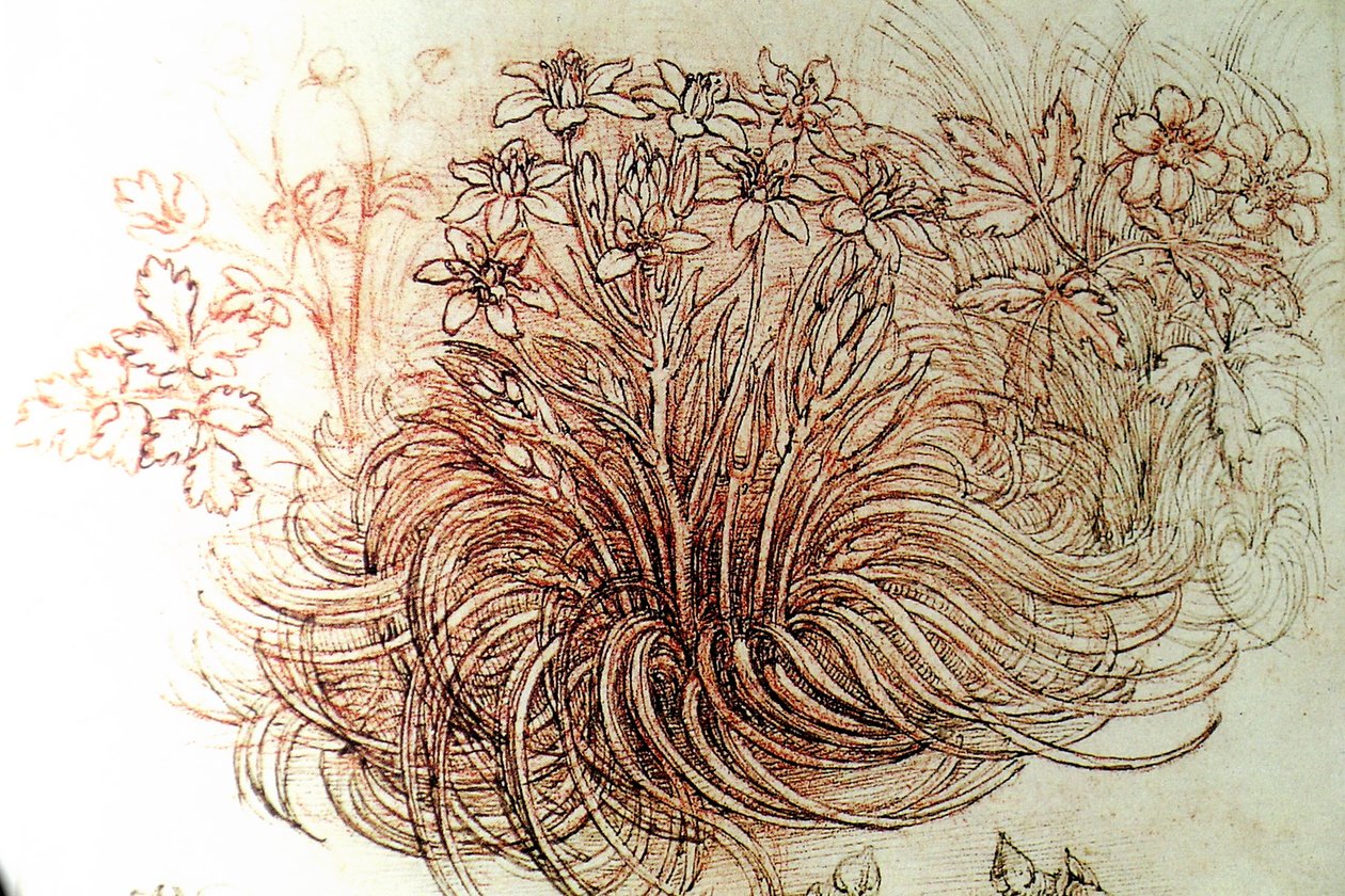 Fiori da Leonardo da Vinci