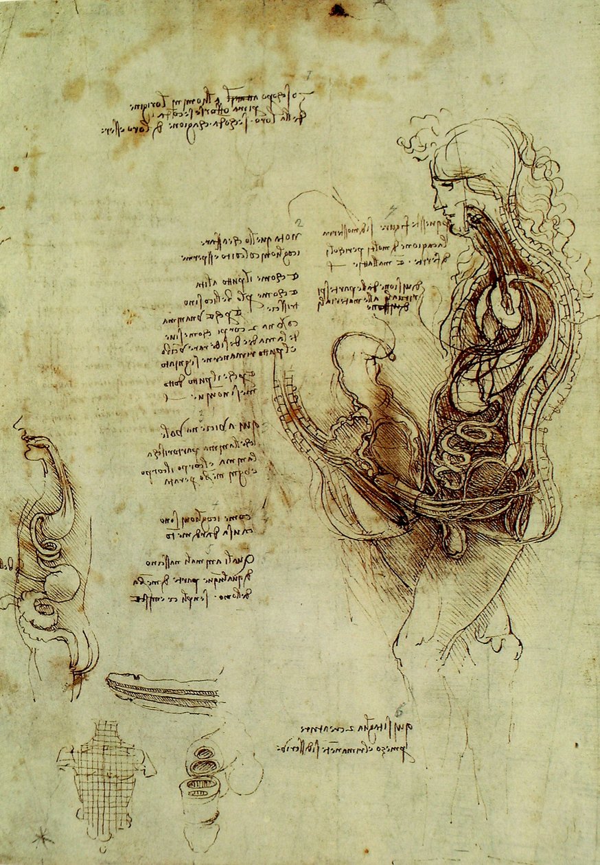 Genitali Maschili da Leonardo da Vinci
