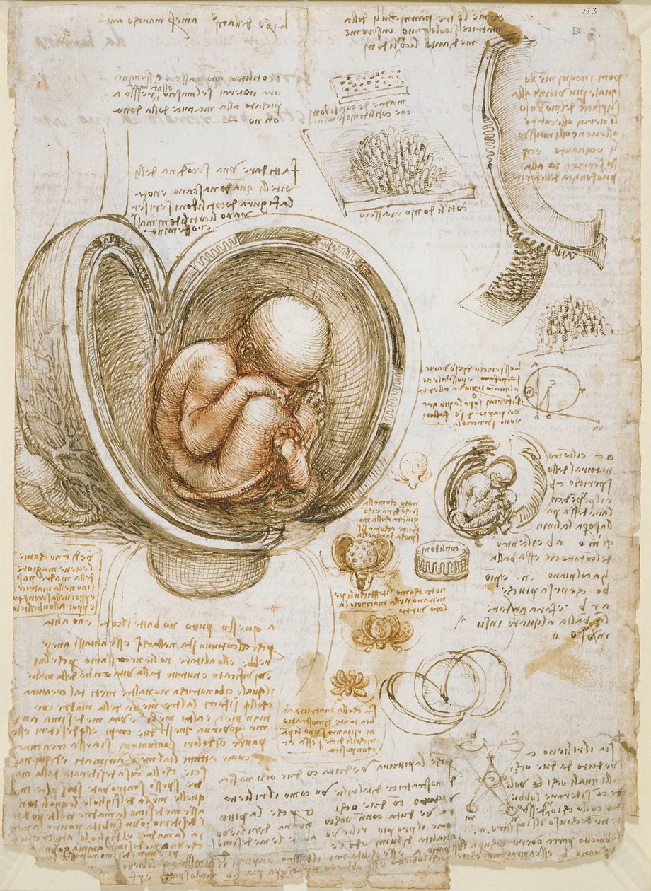 Studi del feto nell