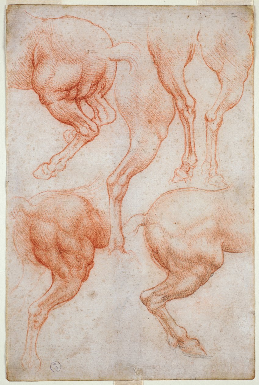 Studi degli arti posteriori del cavallo, c. 1508 da Leonardo da Vinci