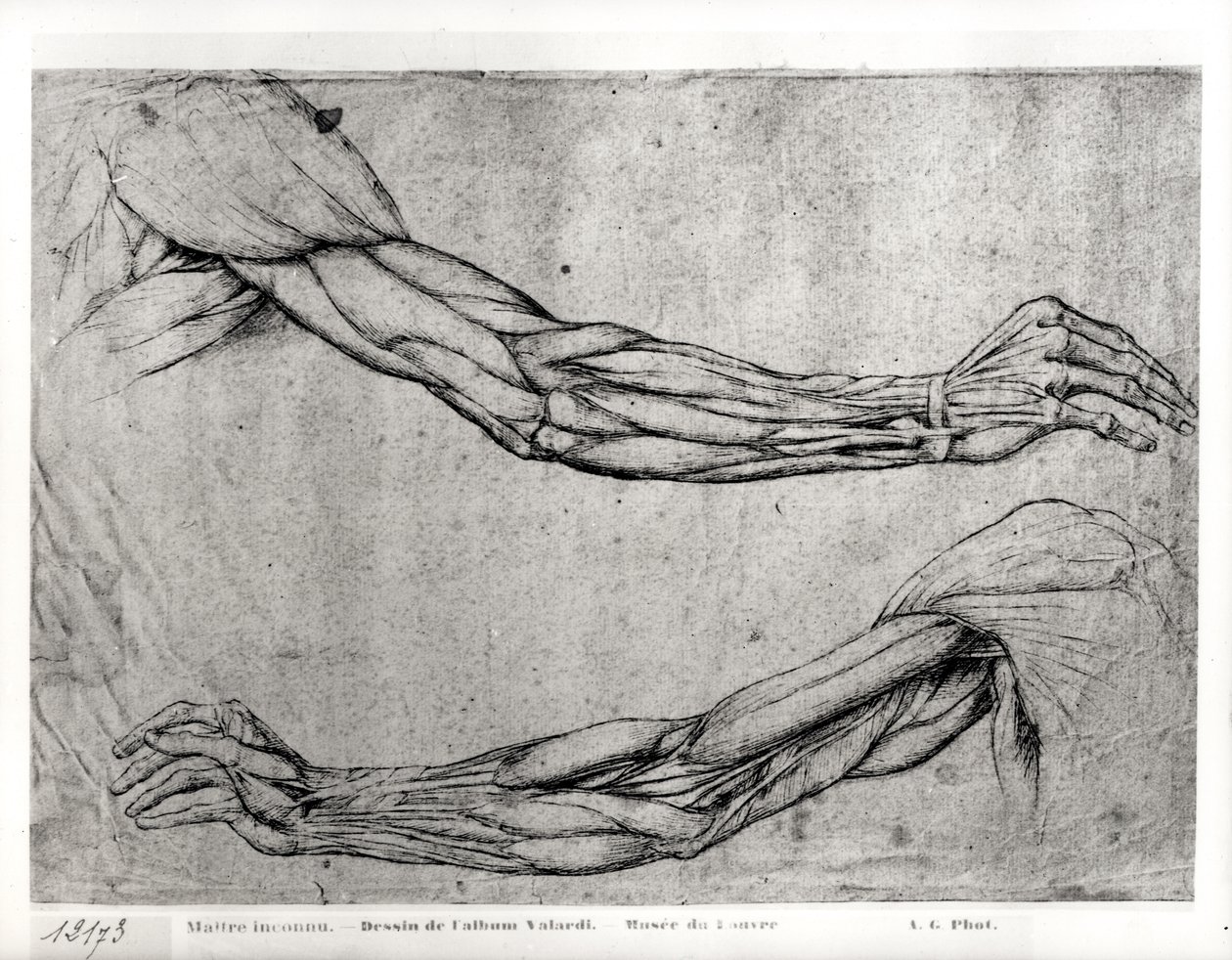 Studio di braccia da Leonardo da Vinci