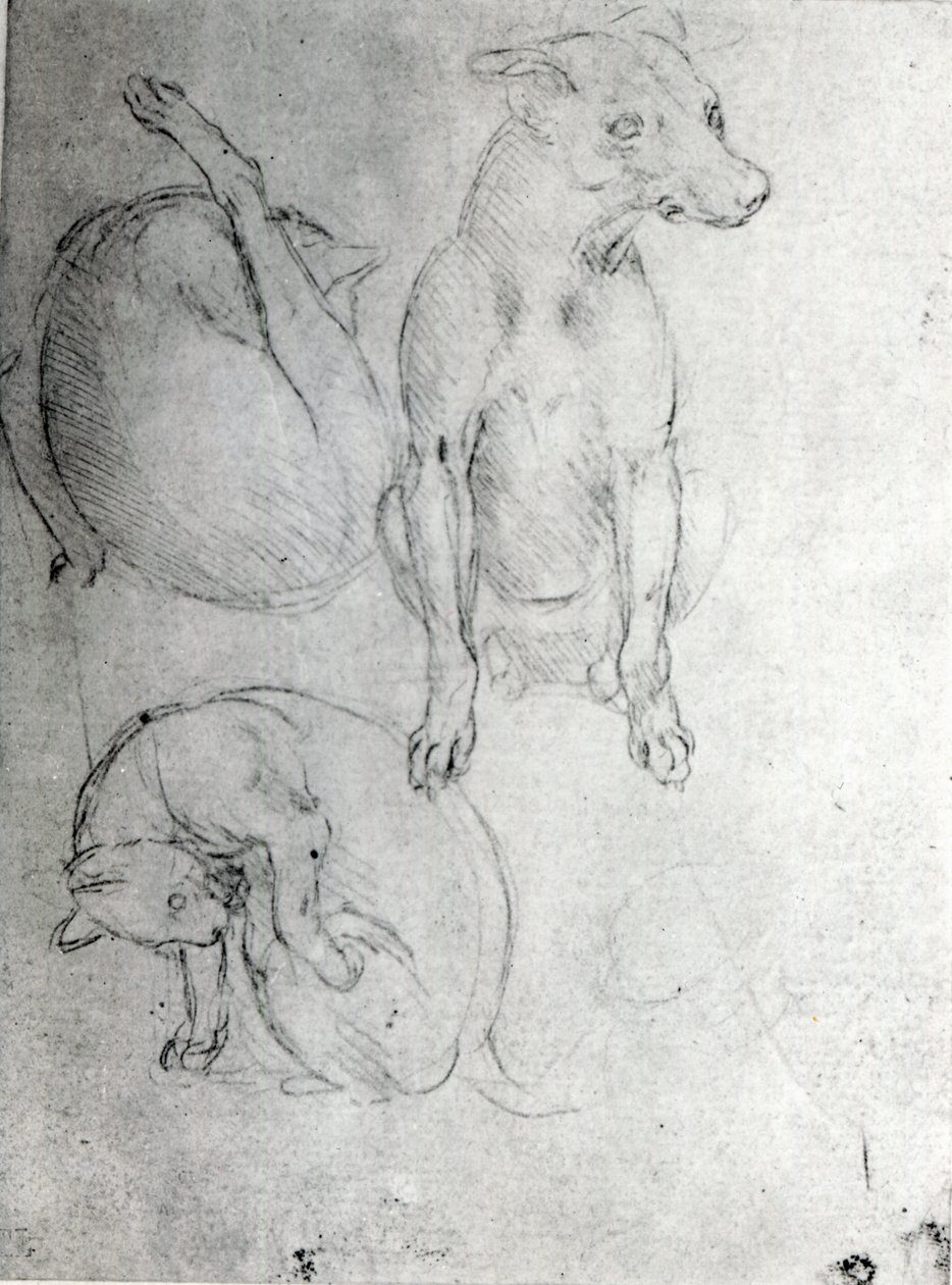 Studio di un cane e un gatto, c.1480 da Leonardo da Vinci