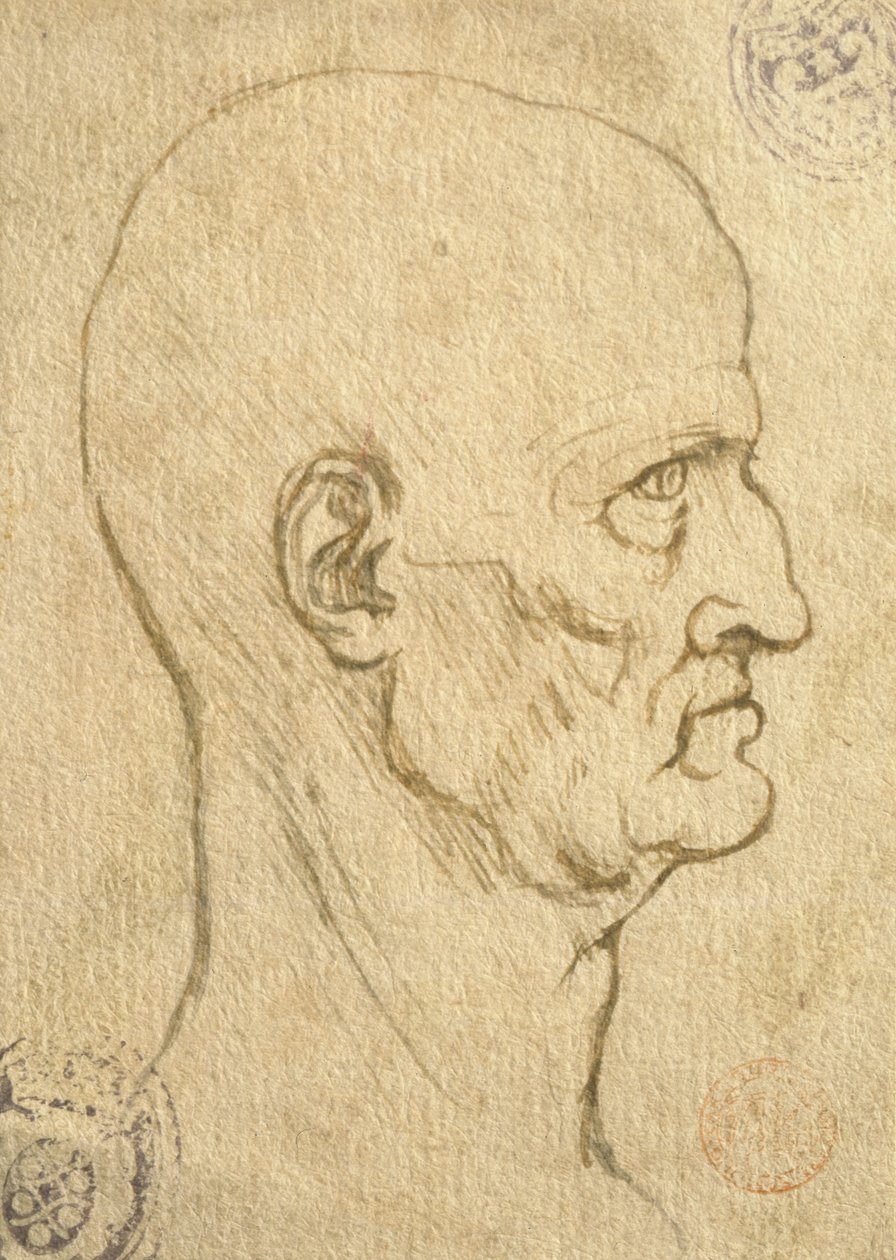 Studio delle proporzioni umane da Leonardo da Vinci