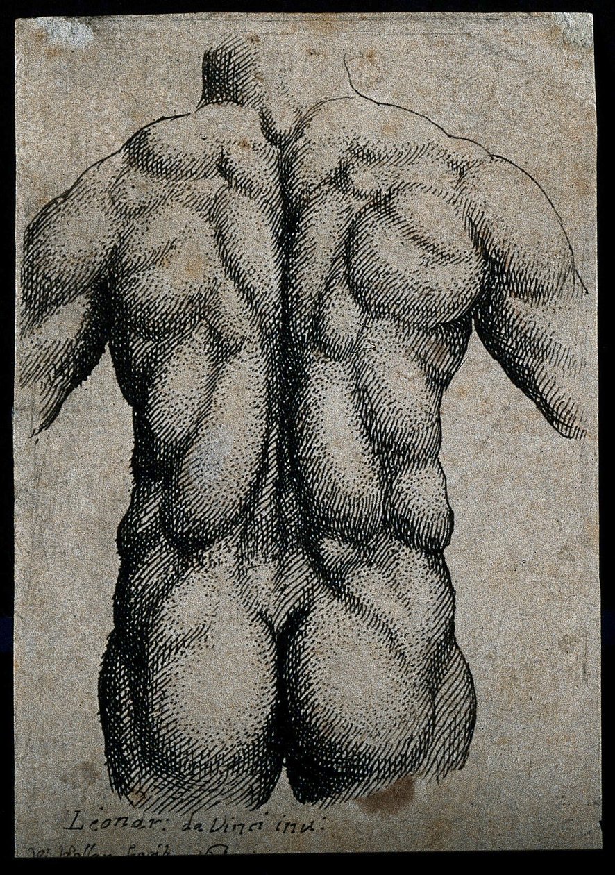 Torso di un uomo, visto da dietro, con i muscoli enfatizzati da Leonardo da Vinci