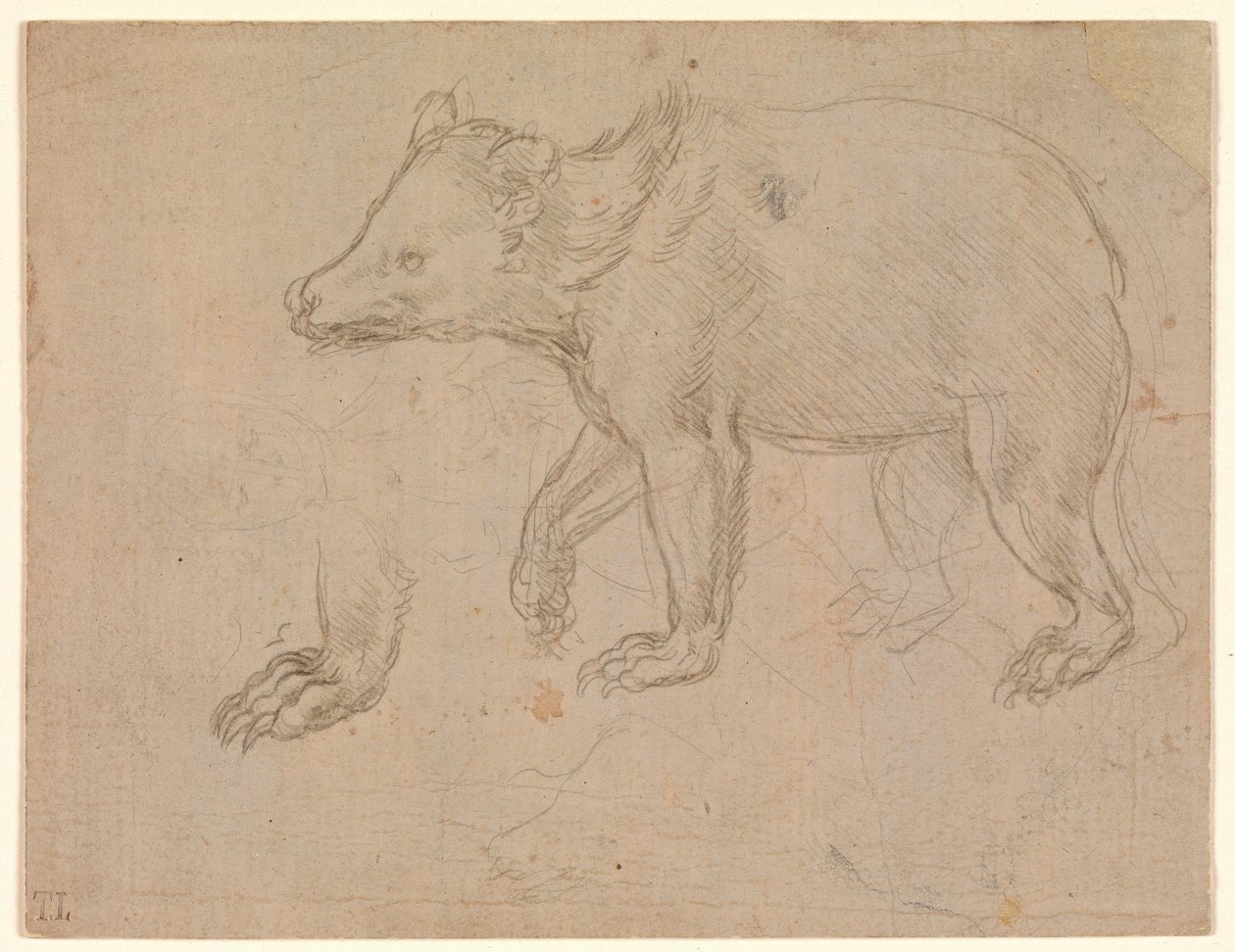 Un orso che cammina da Leonardo da Vinci