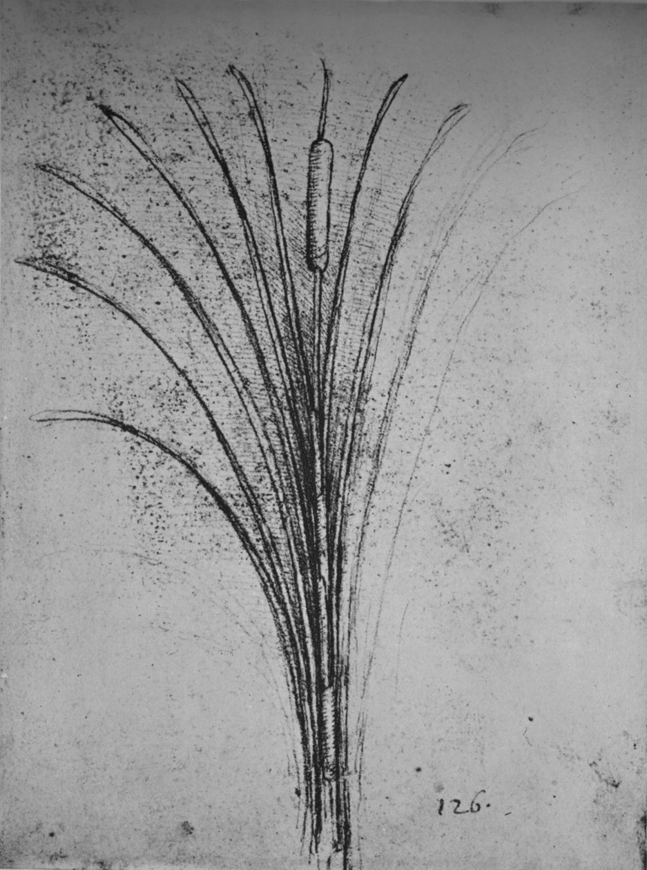 Una canna, c1480 1945 da Leonardo da Vinci