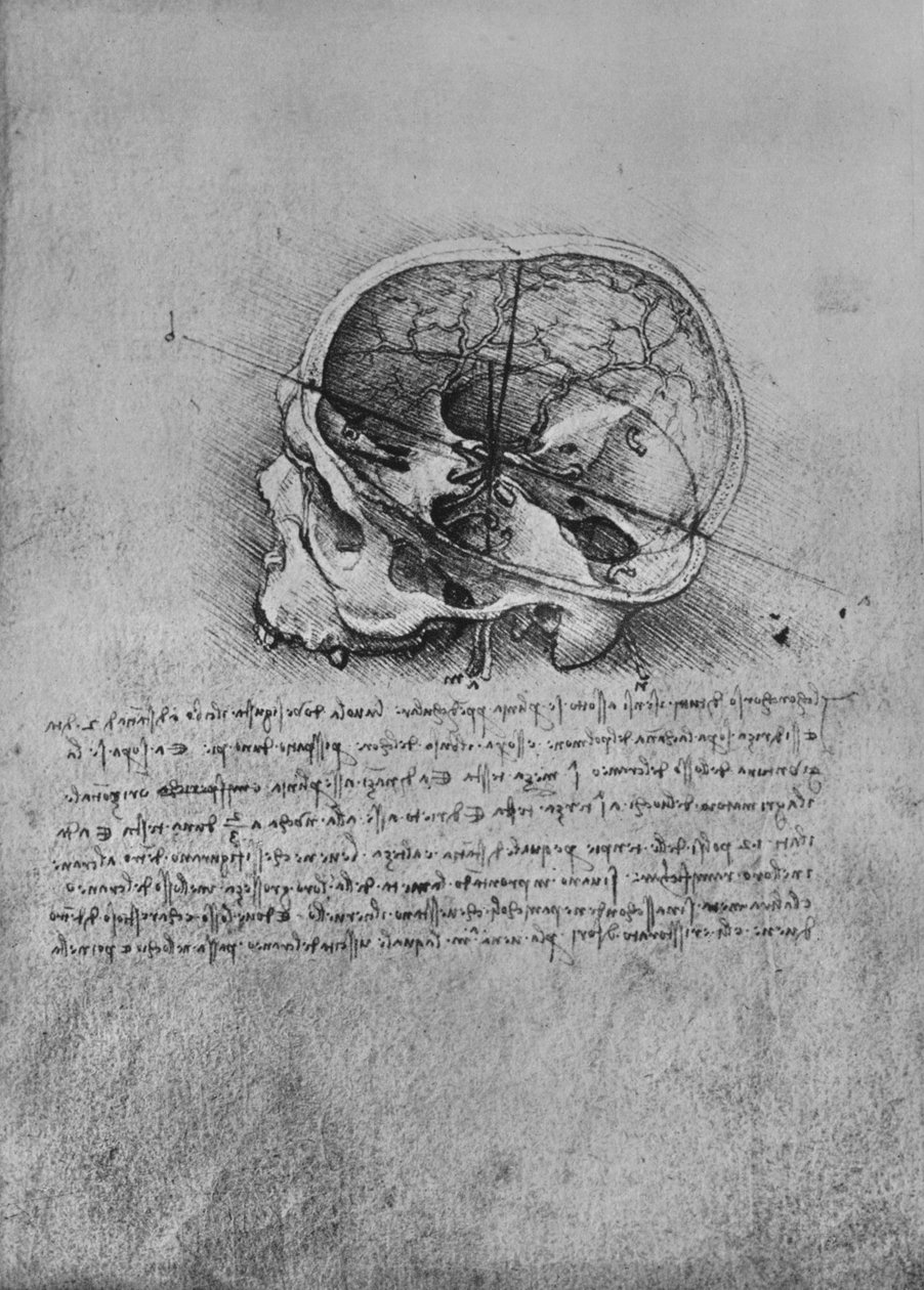 Disegno anatomico di un cranio a sinistra, c1480 da Leonardo da Vinci