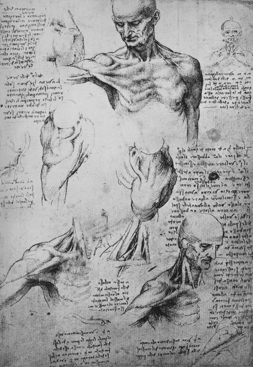 Disegni anatomici del collo e delle spalle di un uomo, c1480 1945 da Leonardo da Vinci