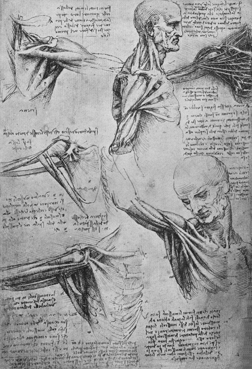 Studi anatomici del collo e delle spalle di un uomo, c1480 1945 da Leonardo da Vinci