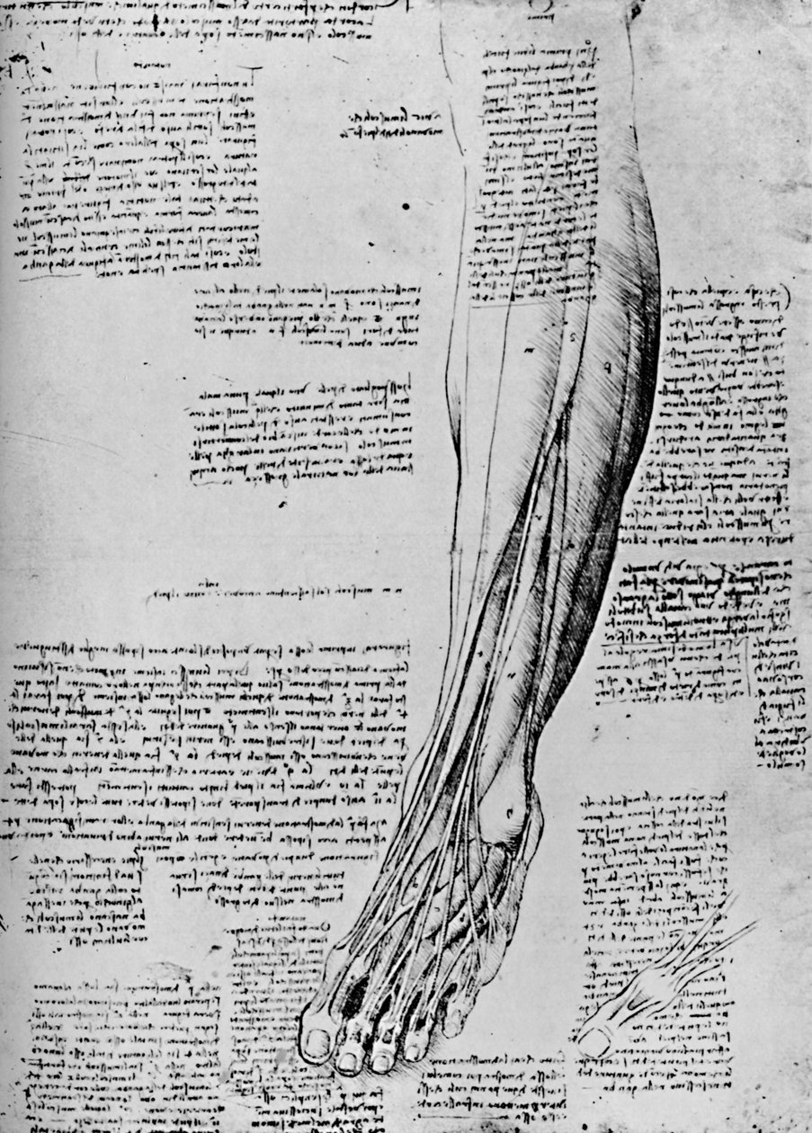 Studio anatomico dei muscoli del piede, 1928 da Leonardo da Vinci