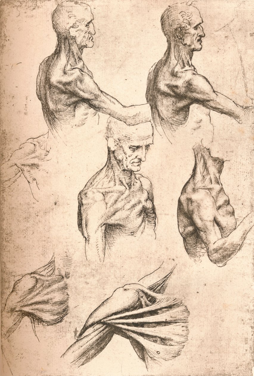 Disegno anatomico, c1472-c1519 1883 da Leonardo da Vinci