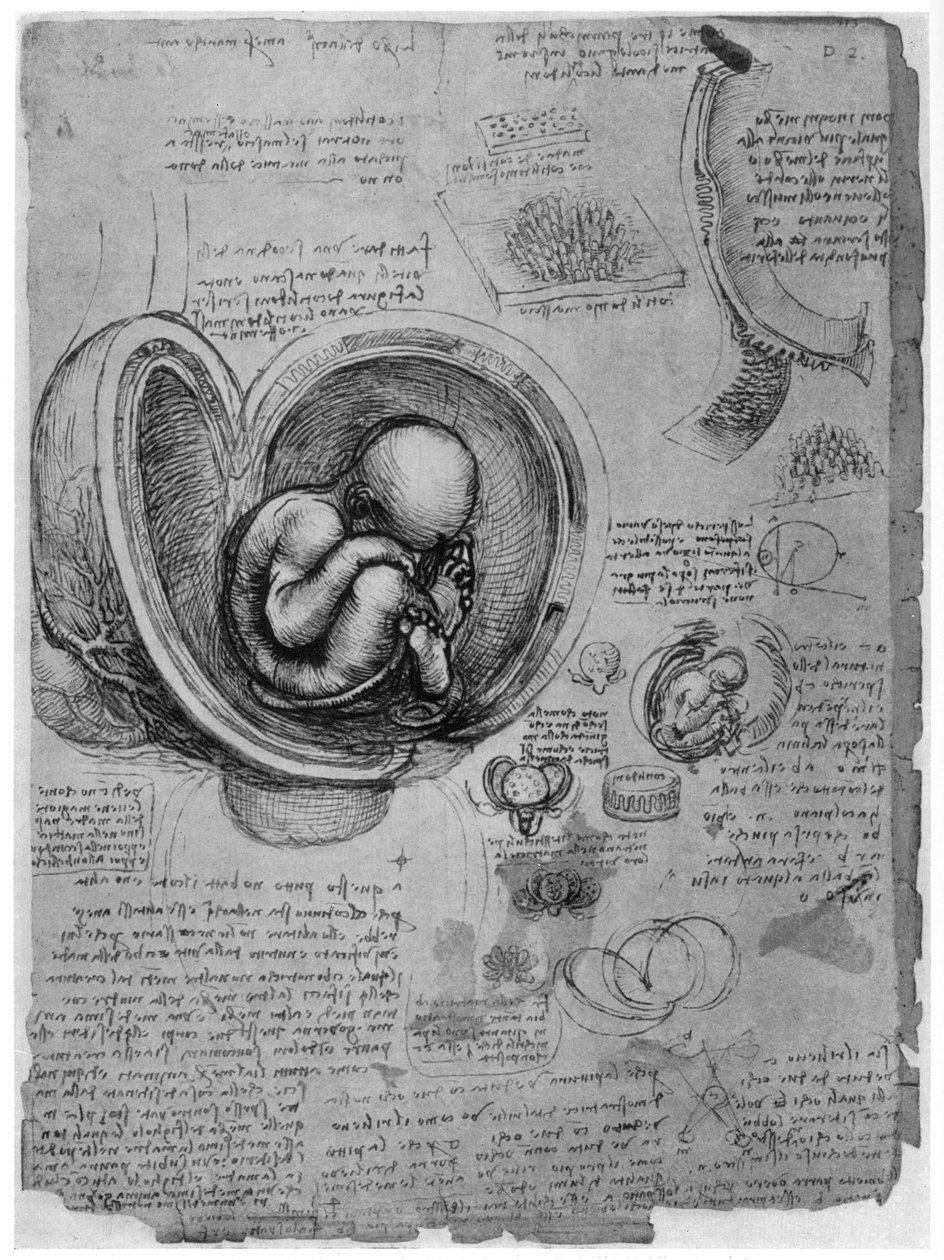 Schizzo anatomico di un feto umano nell