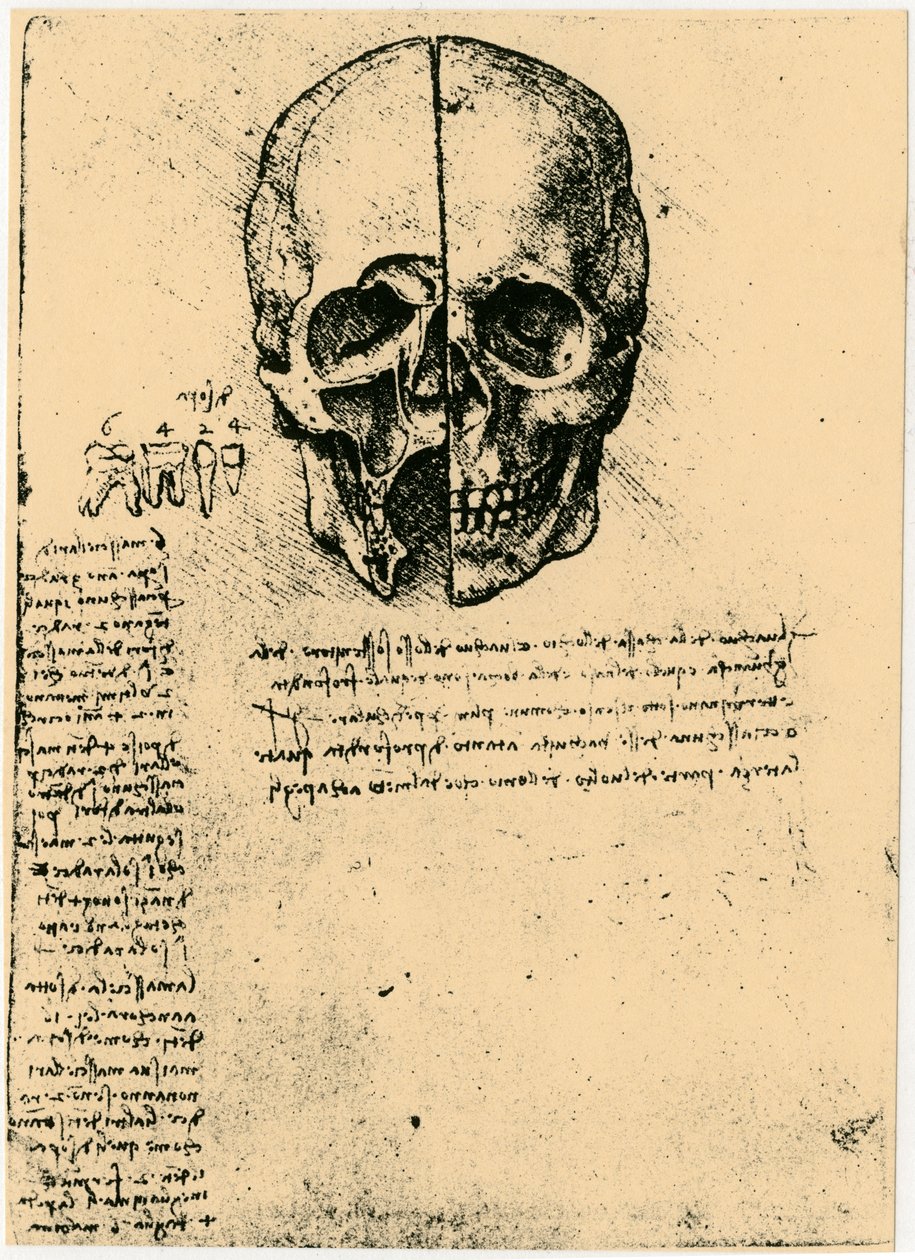 Schizzo anatomico di un cranio umano, c1472-1519 da Leonardo da Vinci