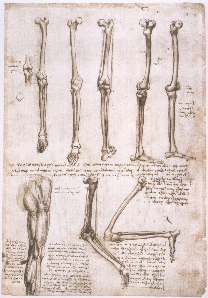 Studi anatomici da Leonardo da Vinci