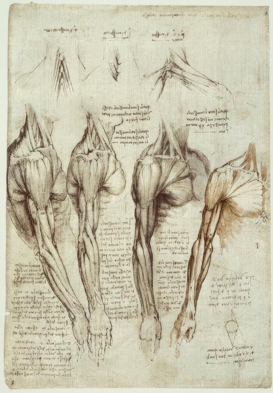 Studi di anatomia da Leonardo da Vinci