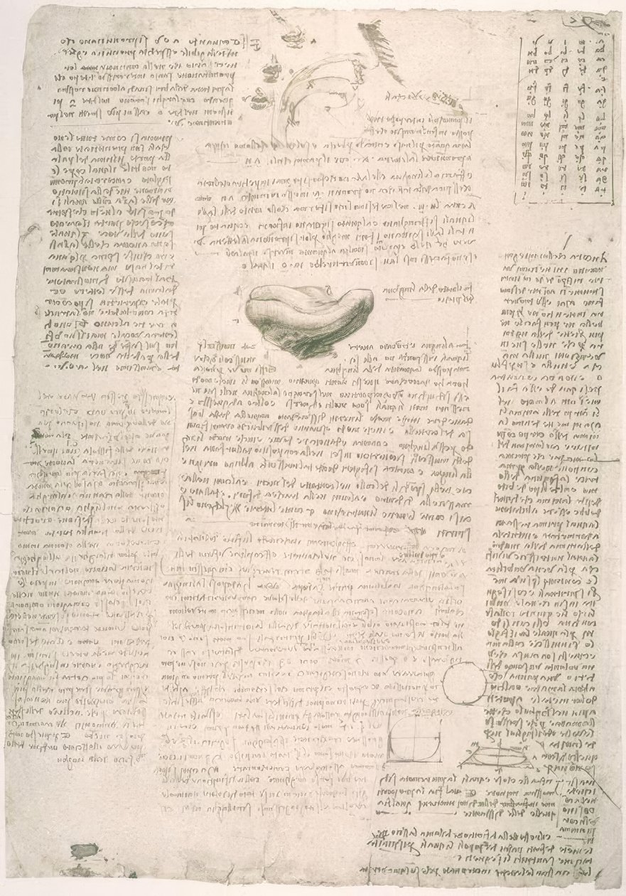 Studi di anatomia da Leonardo da Vinci