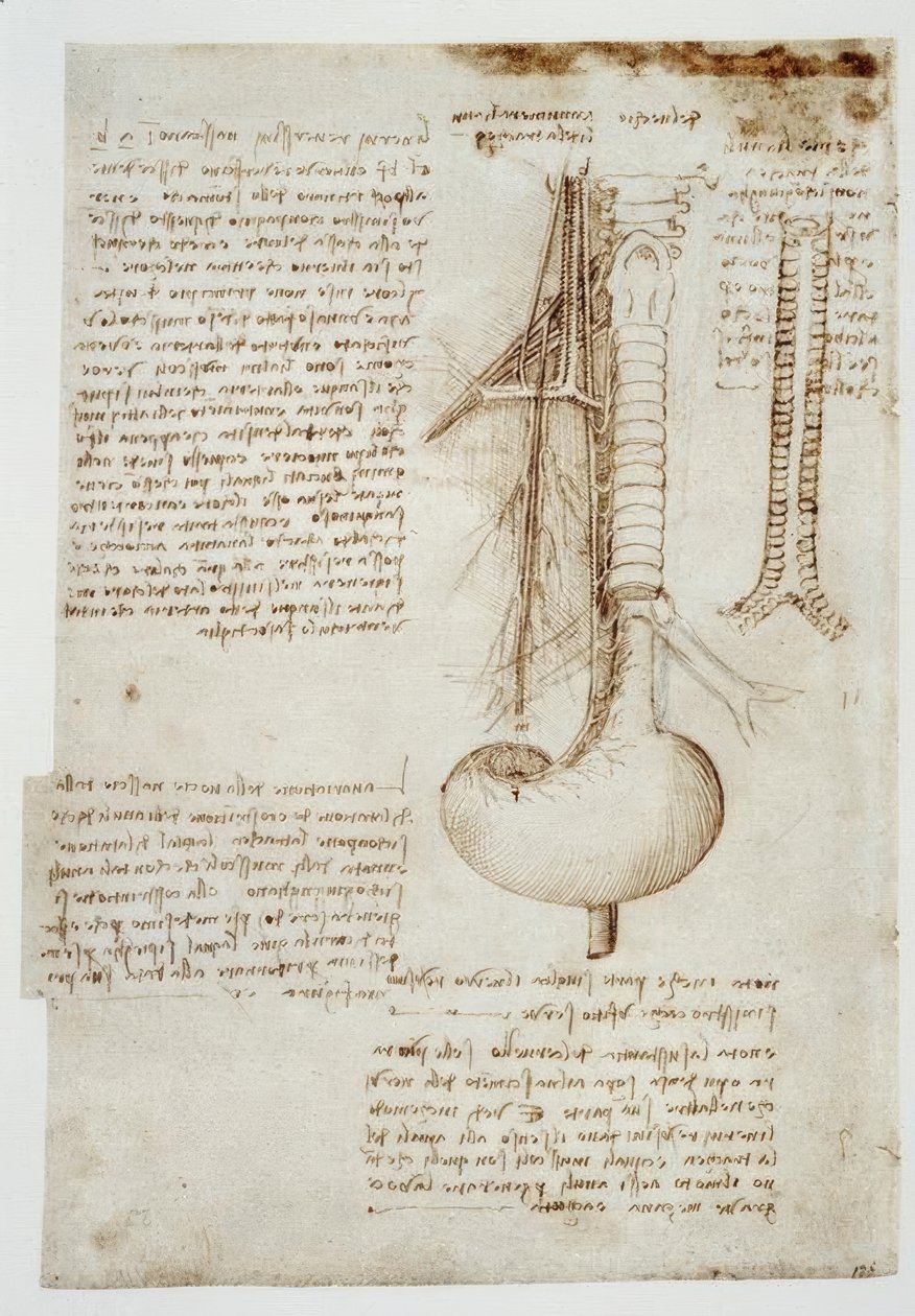 Studi anatomici da Leonardo da Vinci